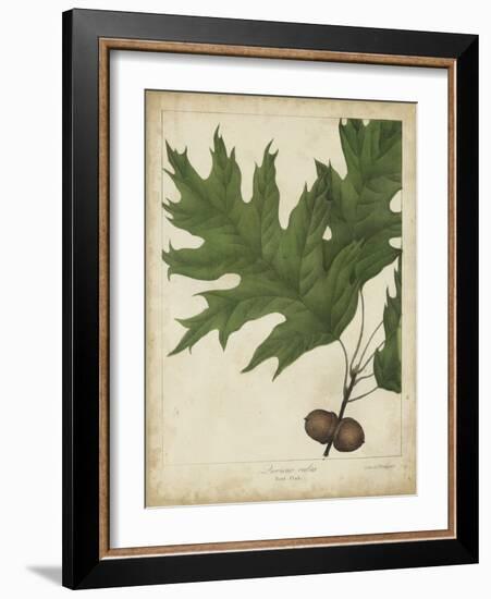 Oak Leaves and Acorns II-John Torrey-Framed Art Print