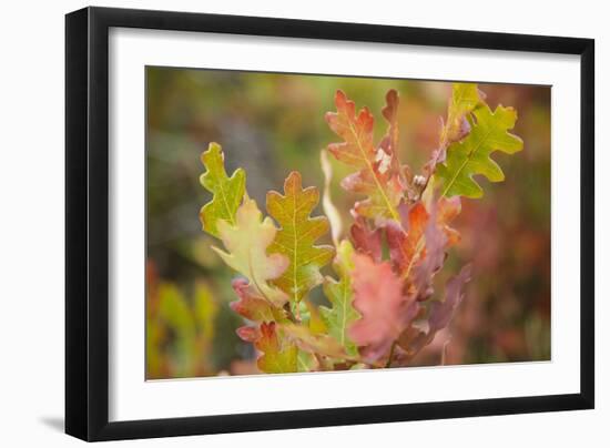 Oak Leaves. Black Canyon Of The Gunnison River National Park In Southwestern Colorado-Justin Bailie-Framed Photographic Print