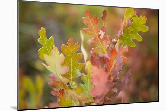 Oak Leaves. Black Canyon Of The Gunnison River National Park In Southwestern Colorado-Justin Bailie-Mounted Photographic Print