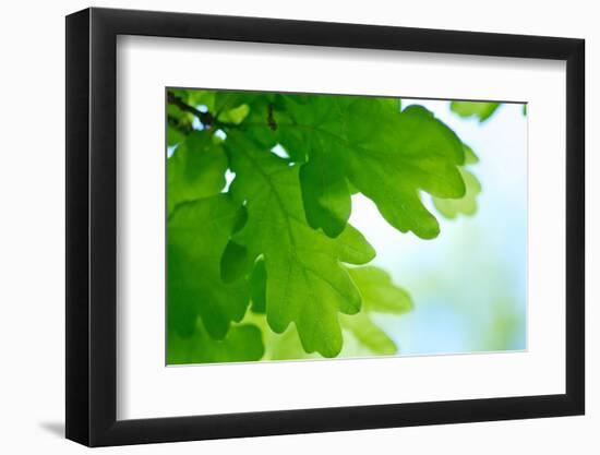 Oak Leaves, Medium Close-Up-Alexander Georgiadis-Framed Photographic Print