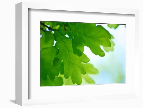 Oak Leaves, Medium Close-Up-Alexander Georgiadis-Framed Photographic Print