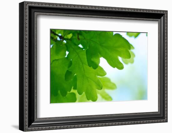 Oak Leaves, Medium Close-Up-Alexander Georgiadis-Framed Photographic Print