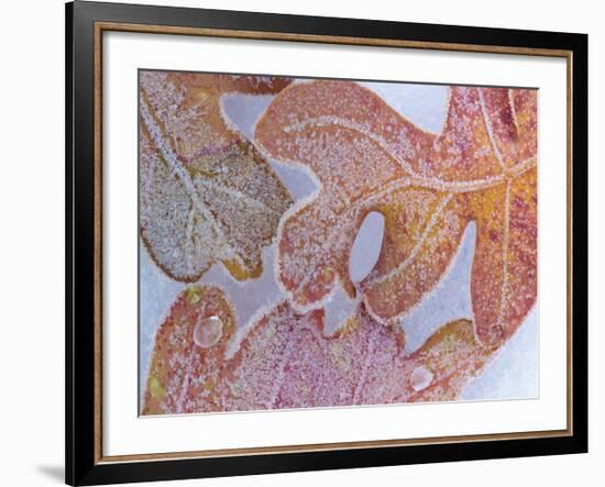 Oak Leaves Rimmed in Frost I-Don Paulson-Framed Giclee Print