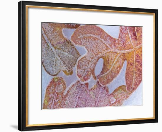 Oak Leaves Rimmed in Frost I-Don Paulson-Framed Giclee Print
