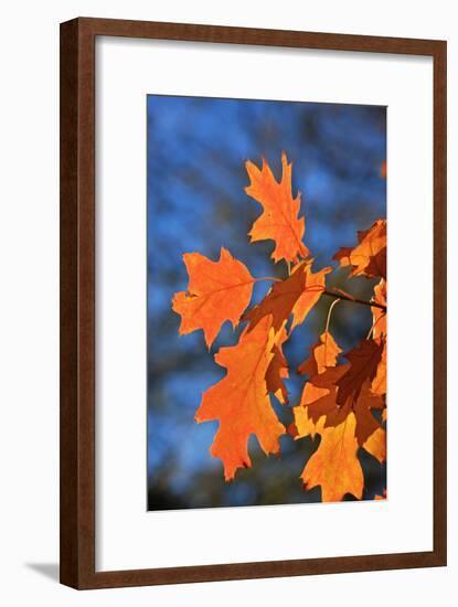 Oak Leaves-jennyt-Framed Photographic Print