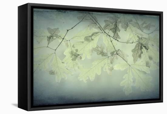 Oak Leaves-Kathy Mahan-Framed Premier Image Canvas