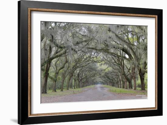 Oak lined lane, Savannah, Georgia-Darrell Gulin-Framed Photographic Print