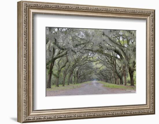 Oak lined lane, Savannah, Georgia-Darrell Gulin-Framed Photographic Print