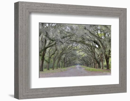 Oak lined lane, Savannah, Georgia-Darrell Gulin-Framed Photographic Print