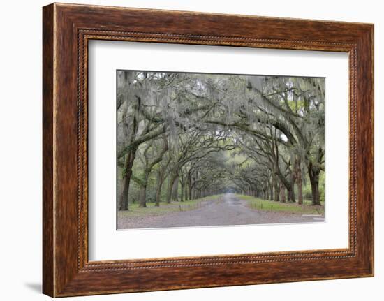 Oak lined lane, Savannah, Georgia-Darrell Gulin-Framed Photographic Print