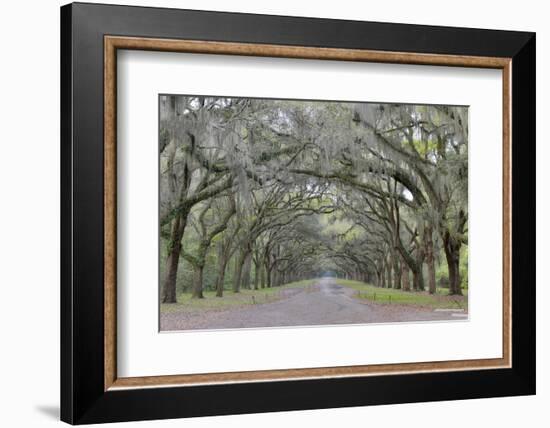 Oak lined lane, Savannah, Georgia-Darrell Gulin-Framed Photographic Print