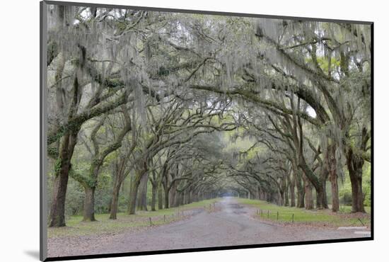 Oak lined lane, Savannah, Georgia-Darrell Gulin-Mounted Photographic Print