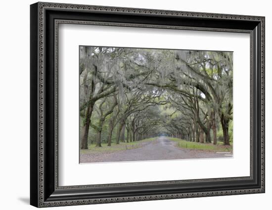 Oak lined lane, Savannah, Georgia-Darrell Gulin-Framed Photographic Print