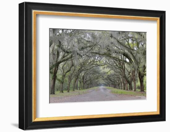 Oak lined lane, Savannah, Georgia-Darrell Gulin-Framed Photographic Print