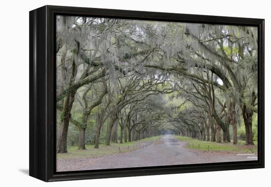 Oak lined lane, Savannah, Georgia-Darrell Gulin-Framed Premier Image Canvas