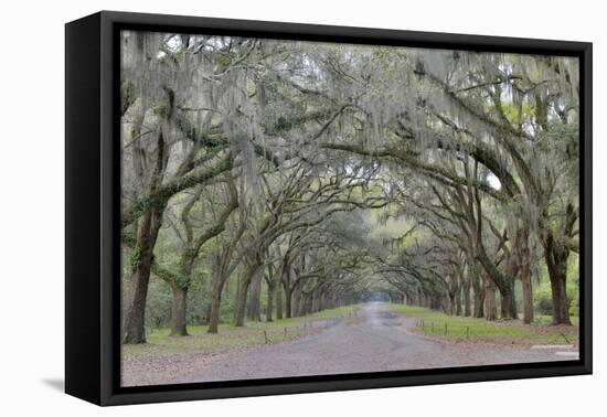 Oak lined lane, Savannah, Georgia-Darrell Gulin-Framed Premier Image Canvas