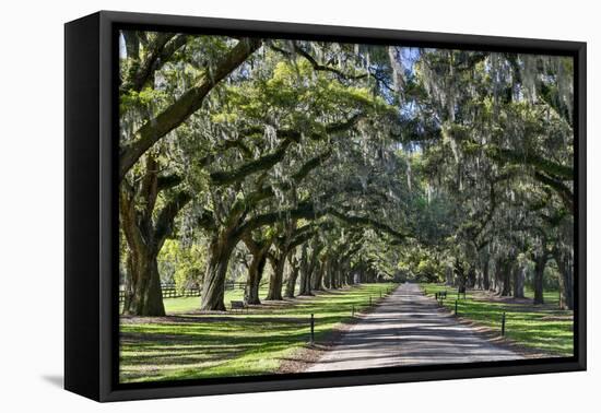 Oak lined road, Charleston, South Carolina-Darrell Gulin-Framed Premier Image Canvas