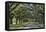 Oak lined road, Charleston, South Carolina-Darrell Gulin-Framed Premier Image Canvas