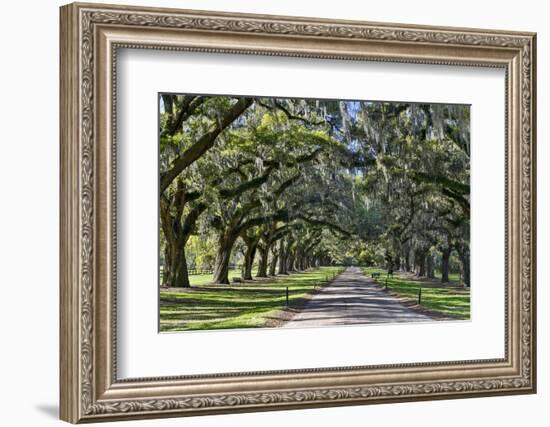 Oak lined road, Charleston, South Carolina-Darrell Gulin-Framed Photographic Print