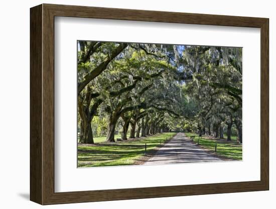 Oak lined road, Charleston, South Carolina-Darrell Gulin-Framed Photographic Print
