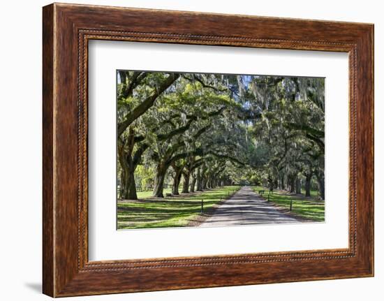 Oak lined road, Charleston, South Carolina-Darrell Gulin-Framed Photographic Print