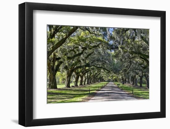 Oak lined road, Charleston, South Carolina-Darrell Gulin-Framed Photographic Print