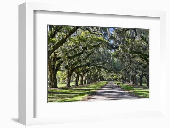 Oak lined road, Charleston, South Carolina-Darrell Gulin-Framed Photographic Print