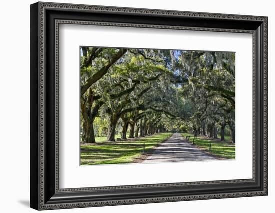 Oak lined road, Charleston, South Carolina-Darrell Gulin-Framed Photographic Print