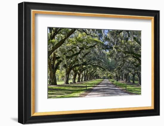 Oak lined road, Charleston, South Carolina-Darrell Gulin-Framed Photographic Print