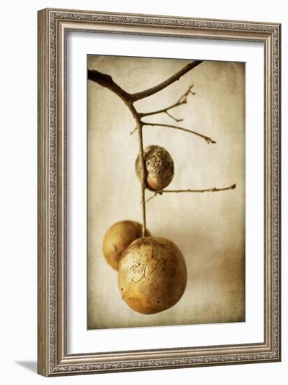 Oak Pods 1-Jessica Rogers-Framed Giclee Print