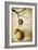 Oak Pods 1-Jessica Rogers-Framed Giclee Print