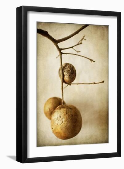 Oak Pods 1-Jessica Rogers-Framed Giclee Print