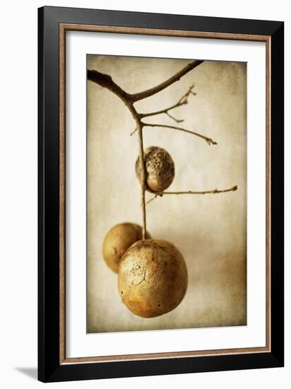 Oak Pods 1-Jessica Rogers-Framed Giclee Print