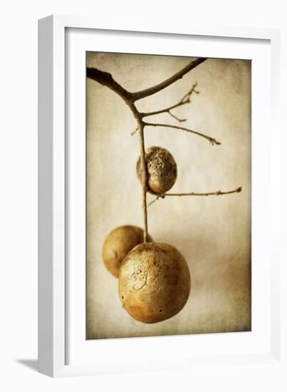 Oak Pods 1-Jessica Rogers-Framed Giclee Print