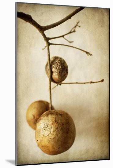 Oak Pods 1-Jessica Rogers-Mounted Giclee Print