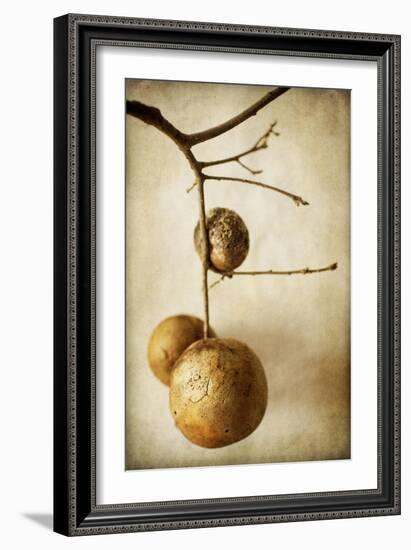 Oak Pods 1-Jessica Rogers-Framed Giclee Print