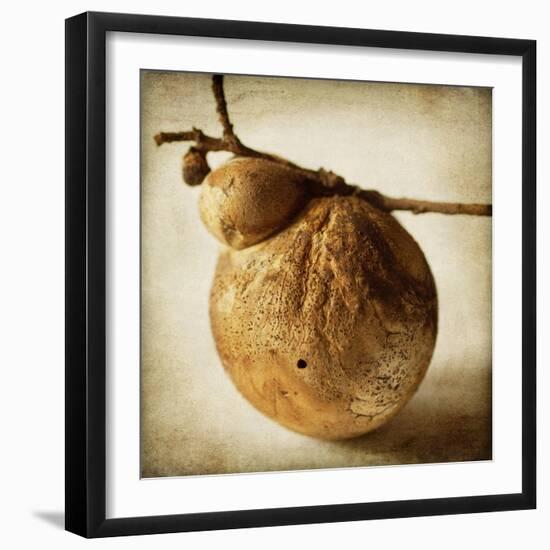 Oak Pods 3-Jessica Rogers-Framed Giclee Print