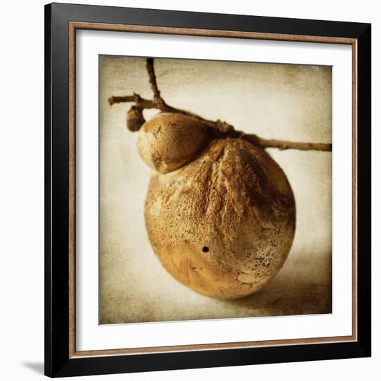 Oak Pods 3-Jessica Rogers-Framed Giclee Print