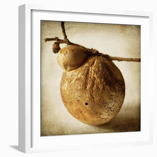 Oak Pods 3-Jessica Rogers-Framed Giclee Print