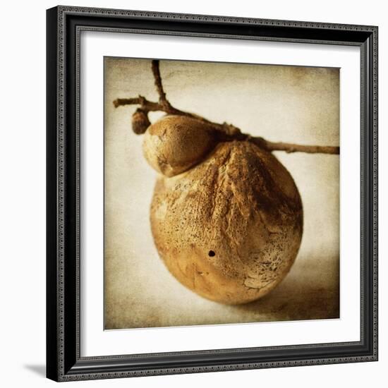 Oak Pods 3-Jessica Rogers-Framed Giclee Print