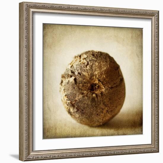 Oak Pods 5-Jessica Rogers-Framed Giclee Print