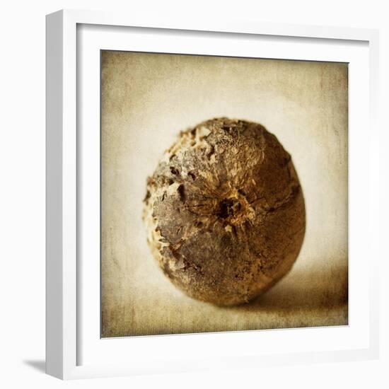 Oak Pods 5-Jessica Rogers-Framed Giclee Print