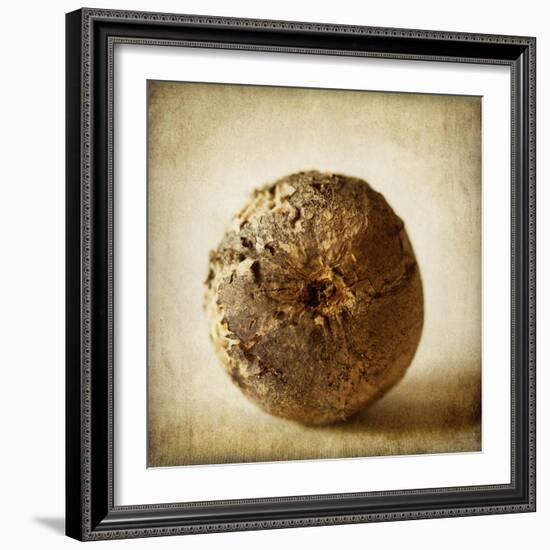 Oak Pods 5-Jessica Rogers-Framed Giclee Print