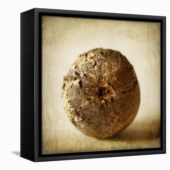 Oak Pods 5-Jessica Rogers-Framed Premier Image Canvas