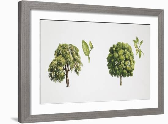 Oak (Quercus Sp.)-null-Framed Giclee Print