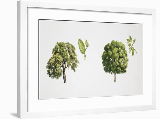 Oak (Quercus Sp.)-null-Framed Giclee Print