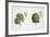 Oak (Quercus Sp.)-null-Framed Giclee Print