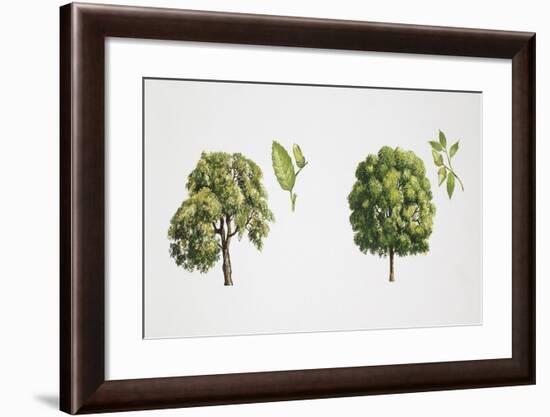 Oak (Quercus Sp.)-null-Framed Giclee Print