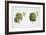 Oak (Quercus Sp.)-null-Framed Giclee Print