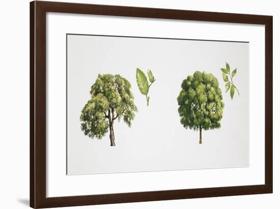 Oak (Quercus Sp.)-null-Framed Giclee Print